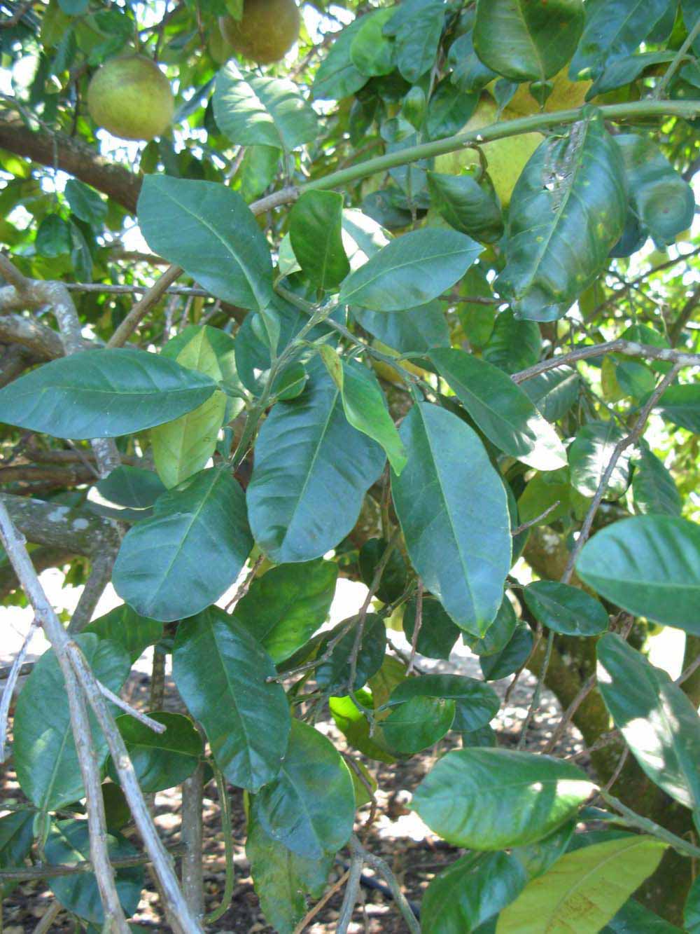              Shade leaves (Winter Haven, FL)       